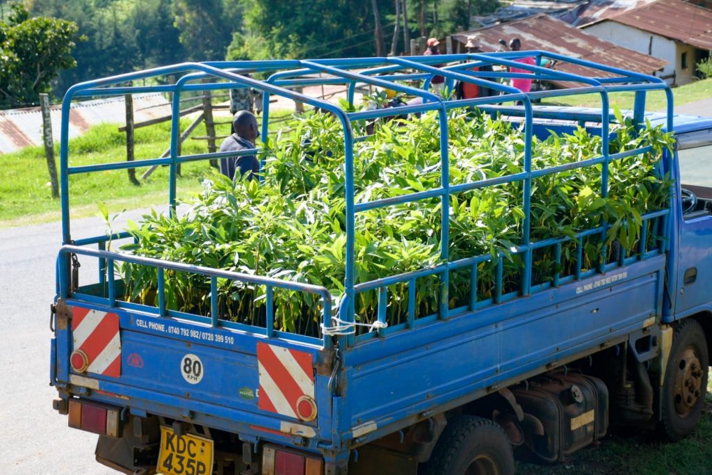 Avocado seedlings distribution